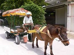 備瀬の水牛車(たまに馬車)