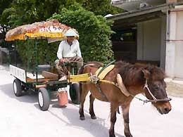 備瀬の水牛車（たまに馬車）