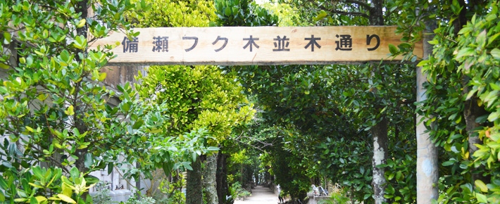 備瀬のフクギ並木