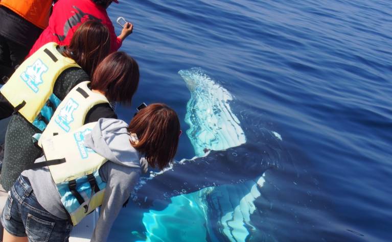 ホエールウォッチング 