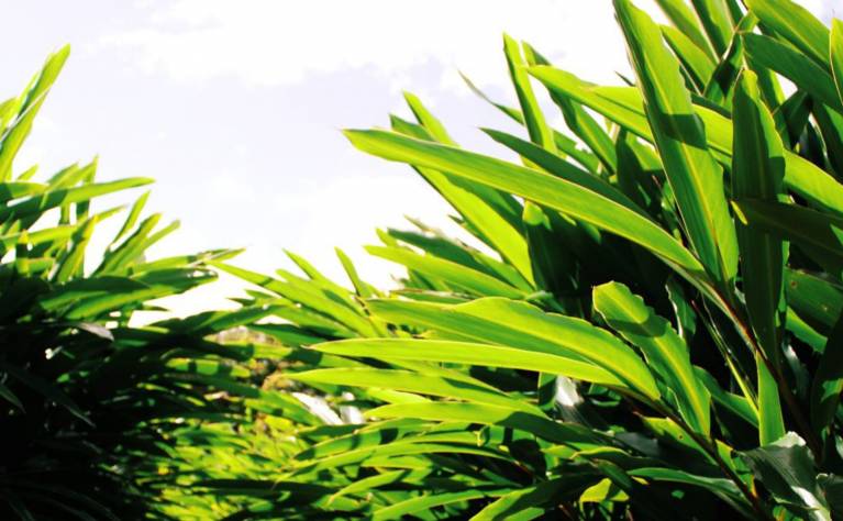 オーガニック月桃収穫＆蒸留体験