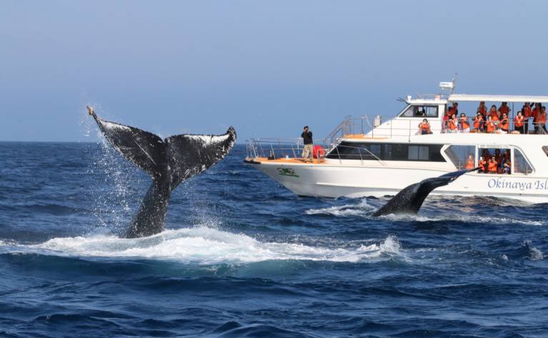 ホエールウォッチング 