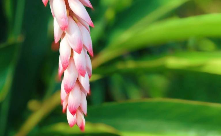 オーガニック月桃収穫＆蒸留体験