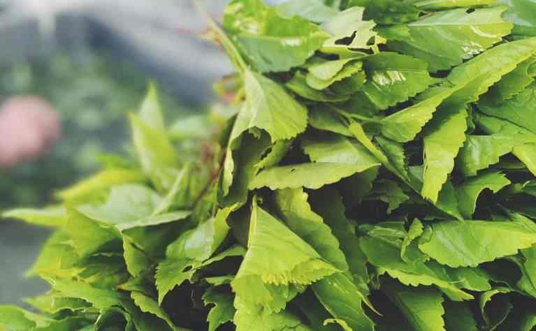 ハイビスカスの葉