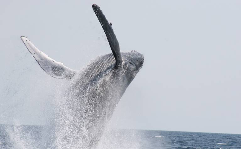 ホエールウォッチング 