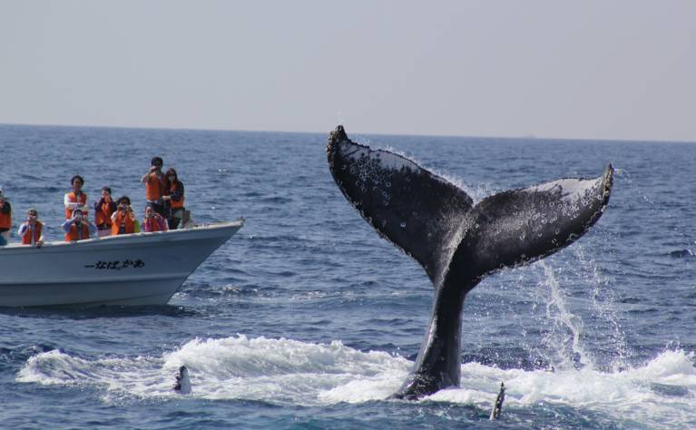 ホエールウォッチング 
