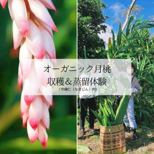 オーガニック月桃収穫＆蒸留体験