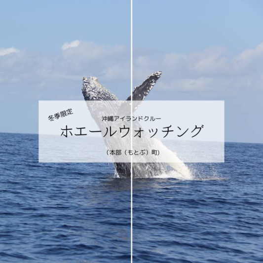 ホエールウォッチング 