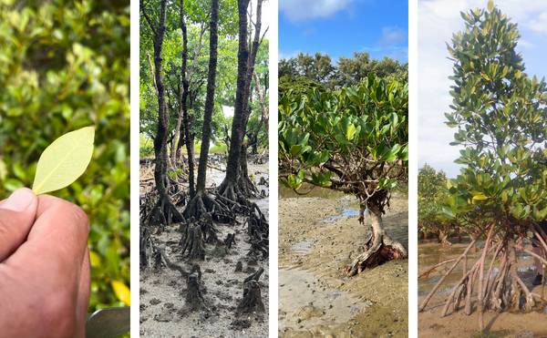 マングローブ散策＆染め体験