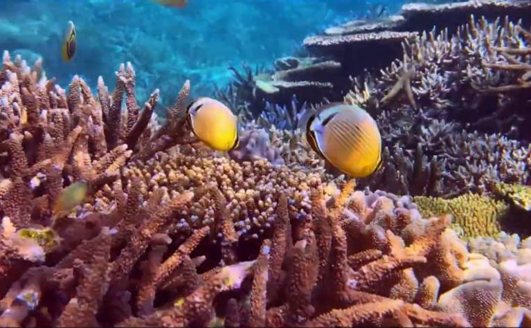 プライベートイカダ 「 モアナ 」