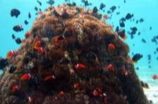 ＜古宇利島周辺＞ 体験ダイビング