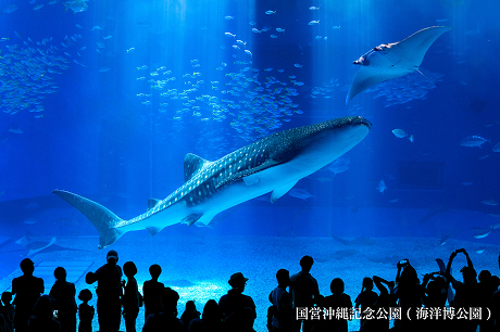画像：沖縄美ら海水族館