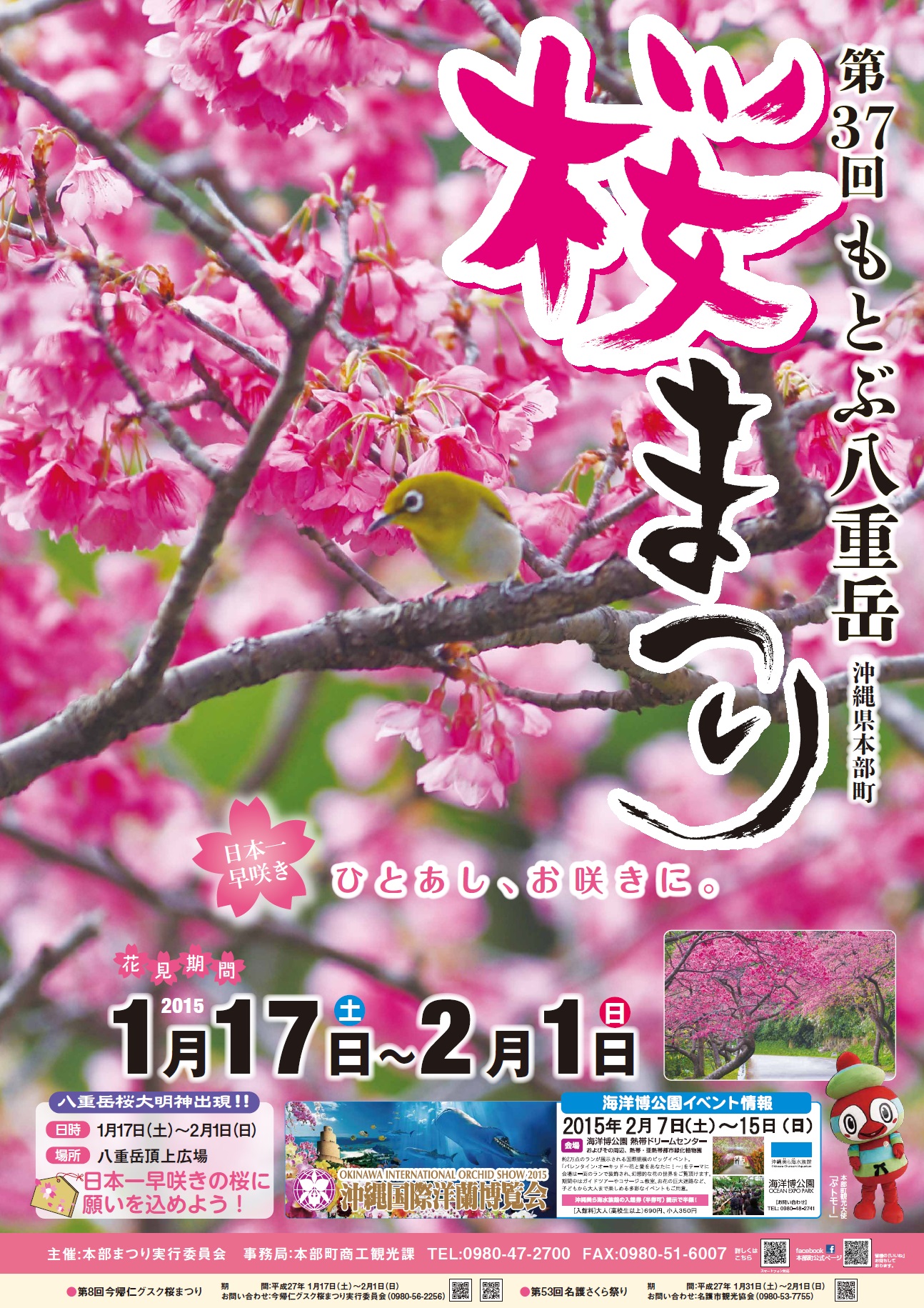 第37回八重岳桜まつり